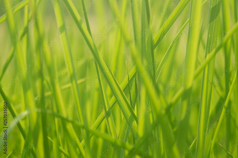 Green grass in eye level view for background or graphic design. Green grass in eye level view for background or graphic design.