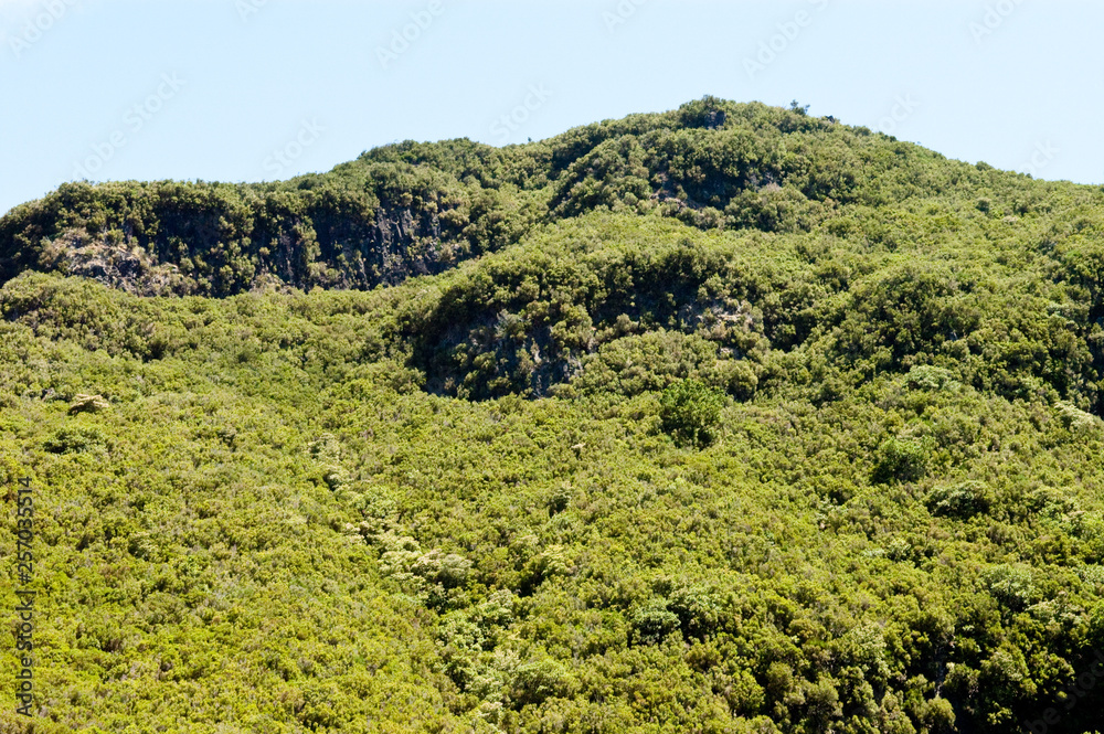 Landschaft mit Lorbeerwald auf Madeira