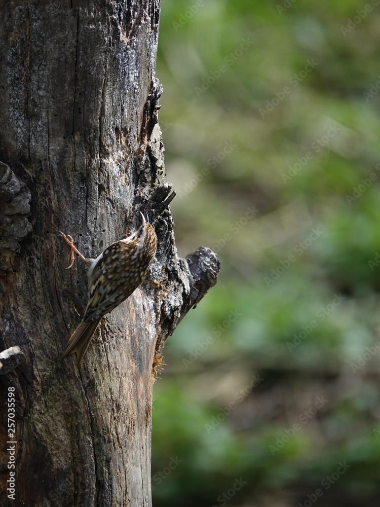 Obraz premium treecreeper (Certhia familiaris)