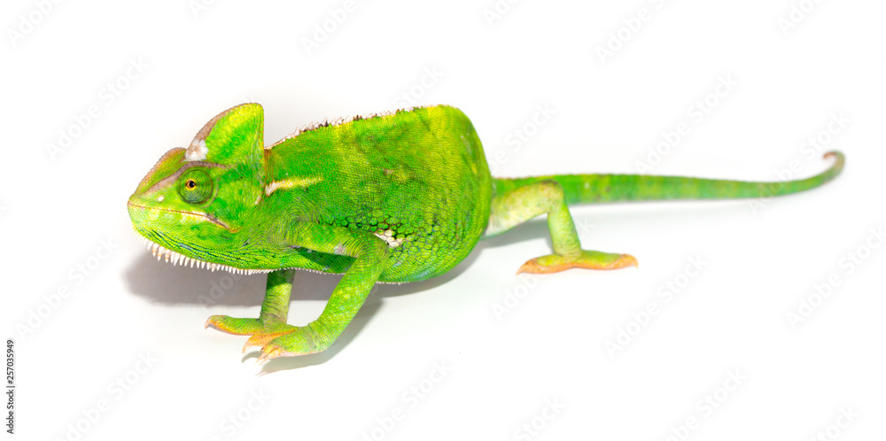 Fototapeta premium Beautiful Chameleon closeup isolated on white background. Multicolor beautiful reptile chameleon with colorful bright skin. The concept of disguise and bright skins. Exotic tropical animal.