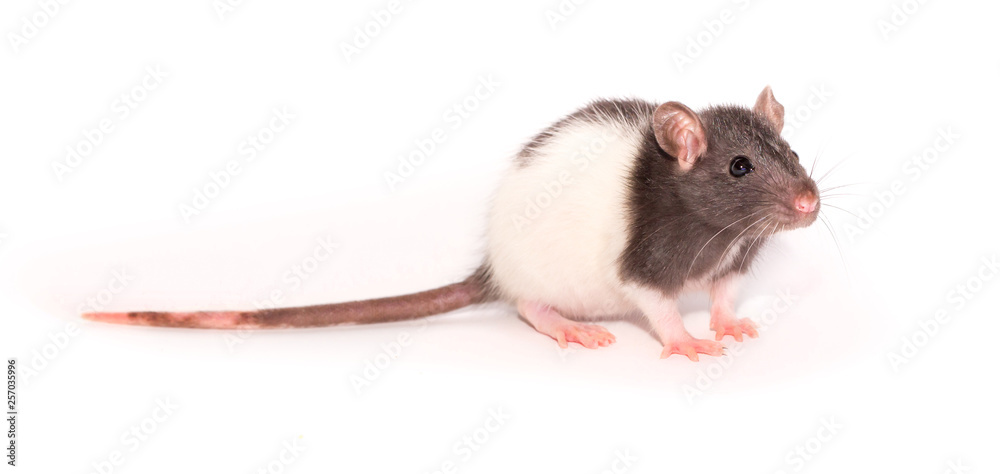 Beautiful rat isolated on white background. Home Mouse symbol 2020 new year. He eats food of a worm and sunflower seeds and stands on his hind legs.