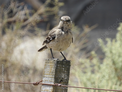 mirada de pajaro