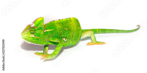 Beautiful Chameleon closeup isolated on white background. Multicolor beautiful reptile chameleon with colorful bright skin. The concept of disguise and bright skins. Exotic tropical animal. © Vera