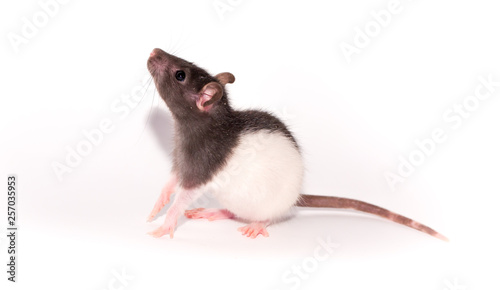 Beautiful rat isolated on white background. Home Mouse symbol 2020 new year. He eats food of a worm and sunflower seeds and stands on his hind legs.