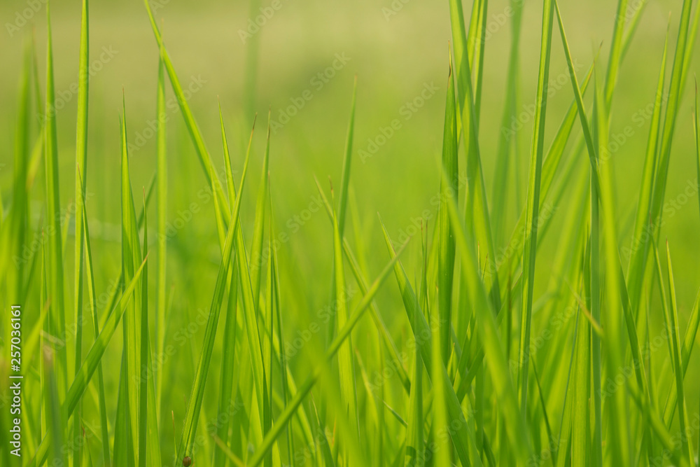 Green grass in eye level view for background or graphic design. Green grass in eye level view for background or graphic design.