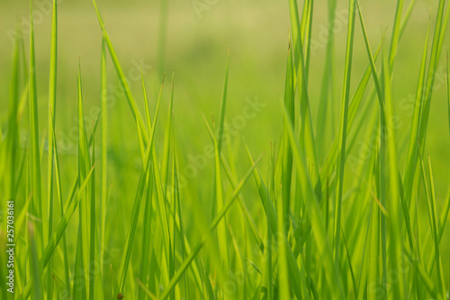 Green grass in eye level view for background or graphic design.