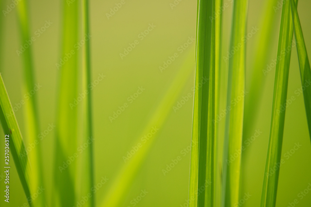 Green grass in eye level view for background or graphic design. Green grass in eye level view for background or graphic design.