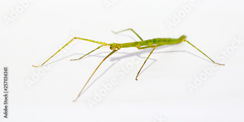 Insect sticks Spanish isolated on white background. Exotic pet hand insect stick insect.  © Vera