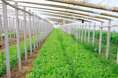 Parsley in greenhouses