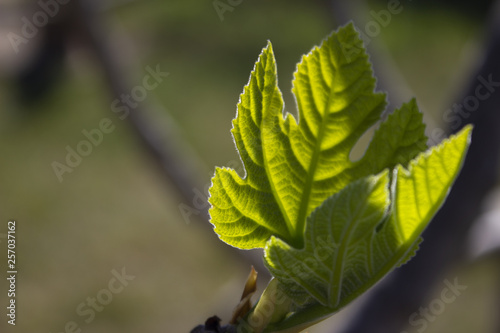 green leaves of a tree