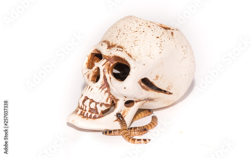 Fototapeta Naklejka Na Ścianę i Meble -  Worms on artificial human skull close up isolated on white background. The concept of fear and horror, Halloween holiday.