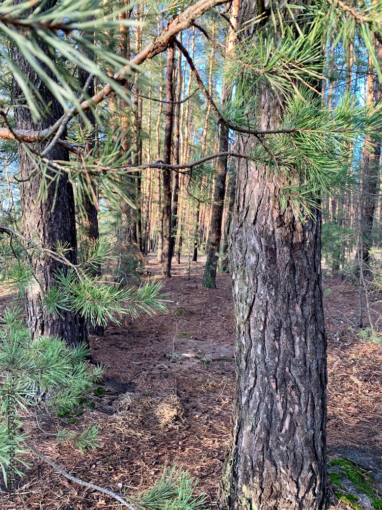 Obraz premium Forest 