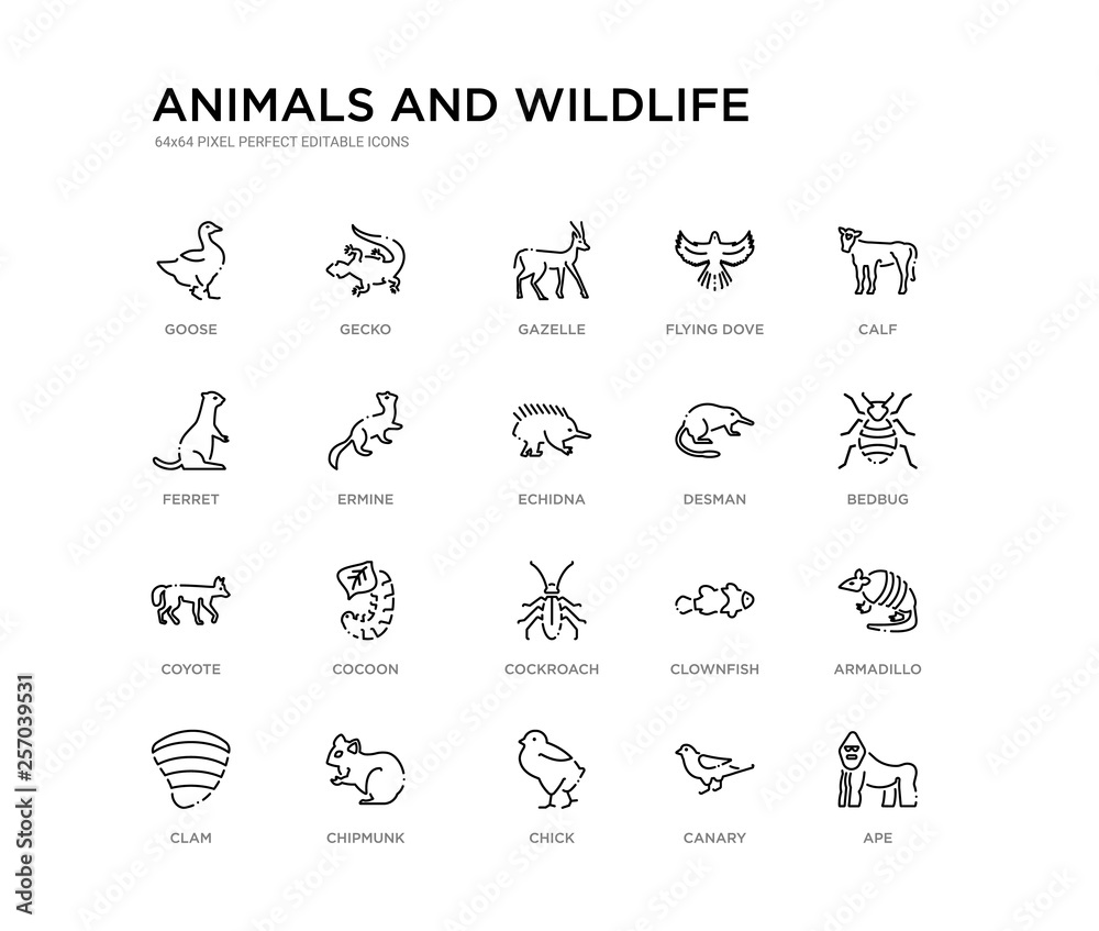 set of 20 line icons such as cockroach, cocoon, coyote, desman, echidna, ermine, ferret, flying dove, gazelle, gecko. animals and wildlife outline thin icons collection. editable 64x64 stroke