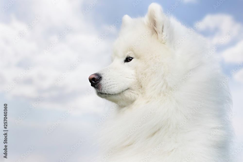 Portrait of a dog Portrait of a dog