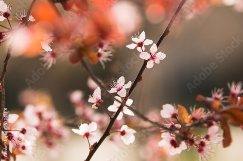 Branch of blossom at the spring morning © hdjonko