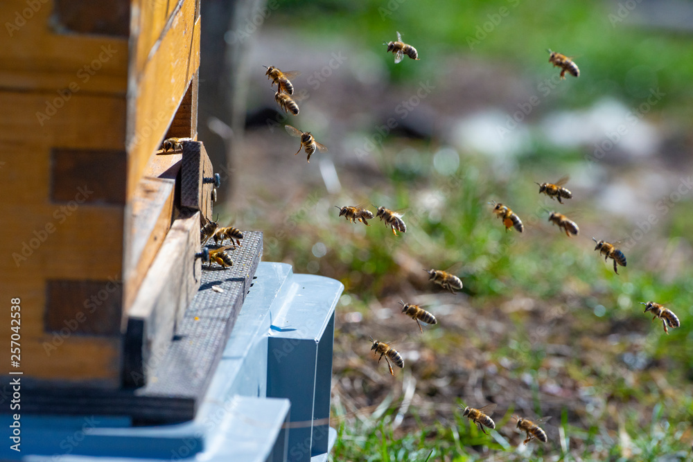 bee hive - bee breeding (Apis mellifera) close up bee hive - bee breeding (Apis mellifera) close up