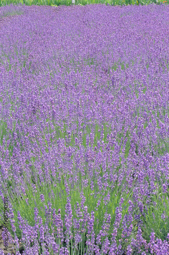 Presence of lavender fields -                               