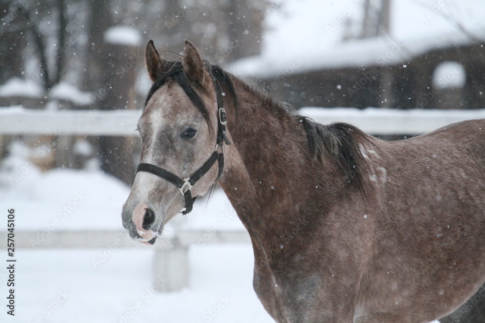 A young Arabian 1-year-old stallion gallops in a pigeon against a fence and a winter forest. The foal is still a bay suit, will be gray. A young Arabian 1-year-old stallion gallops in a pigeon against a fence and a winter forest. The foal is still a bay suit, will be gray.