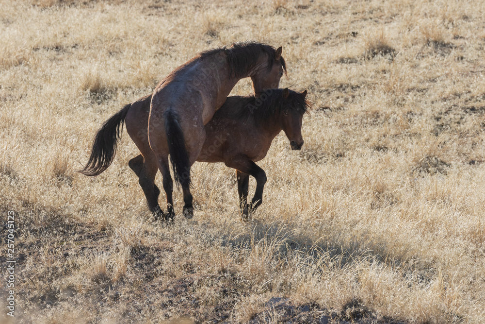 Pair of Wild Horses Sparring in the Utah Desert Pair of Wild Horses Sparring in the Utah Desert