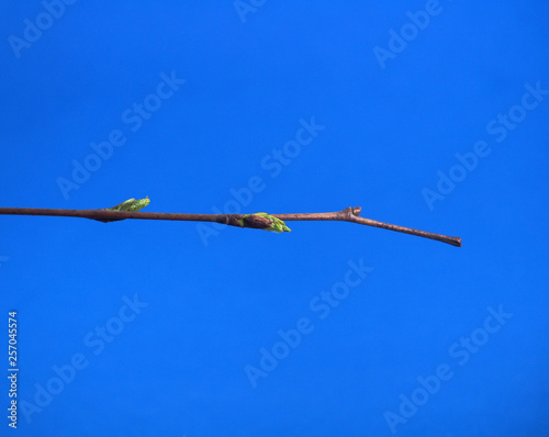 Blossoming birch leaves on a blue background. It's spring.