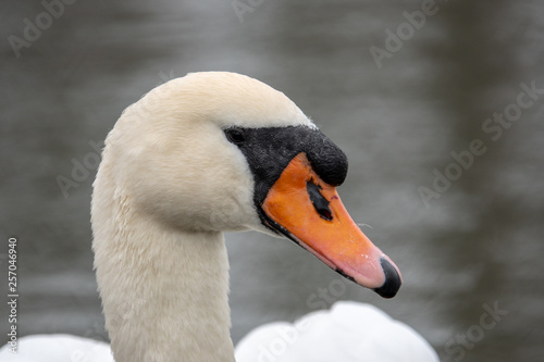 a white swan swimming on a lake