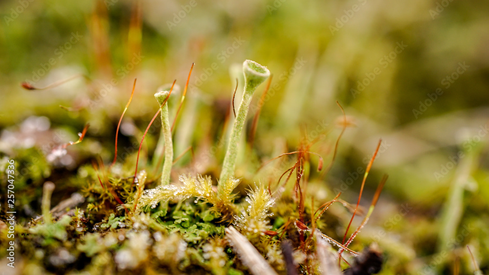 macro nature green moss mushroom macro nature green moss mushroom