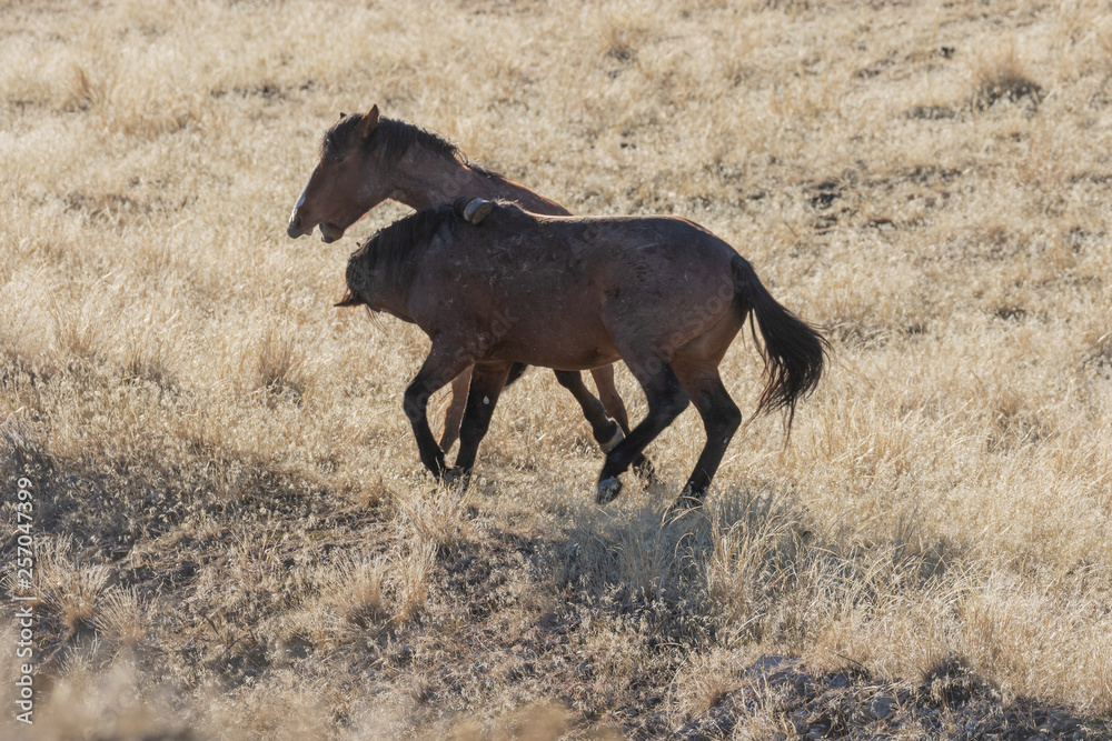 Pair of Wild Horses Sparring in the Utah Desert