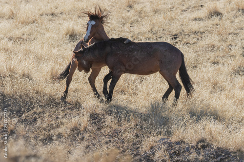 Pair of Wild Horses Sparring in the Utah Desert © natureguy