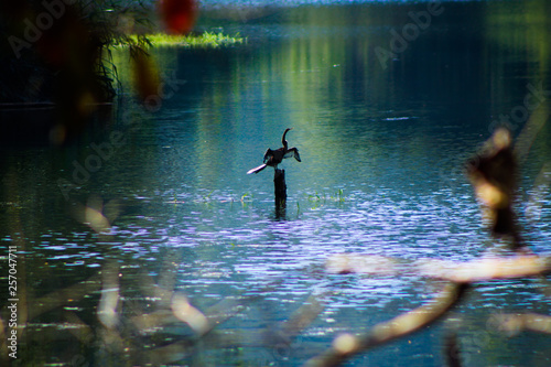 Indian Cormorant