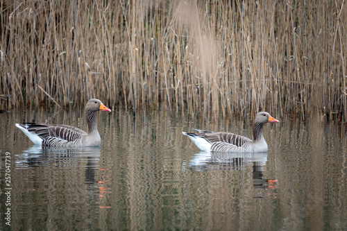 2 grey geese swimming on a lake photo