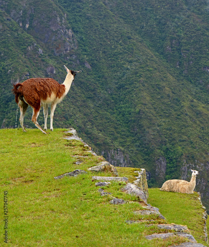 Llama peeing freely on the agricultural terrace of Machu Picchu Inca Citadel, Cusco, Peru