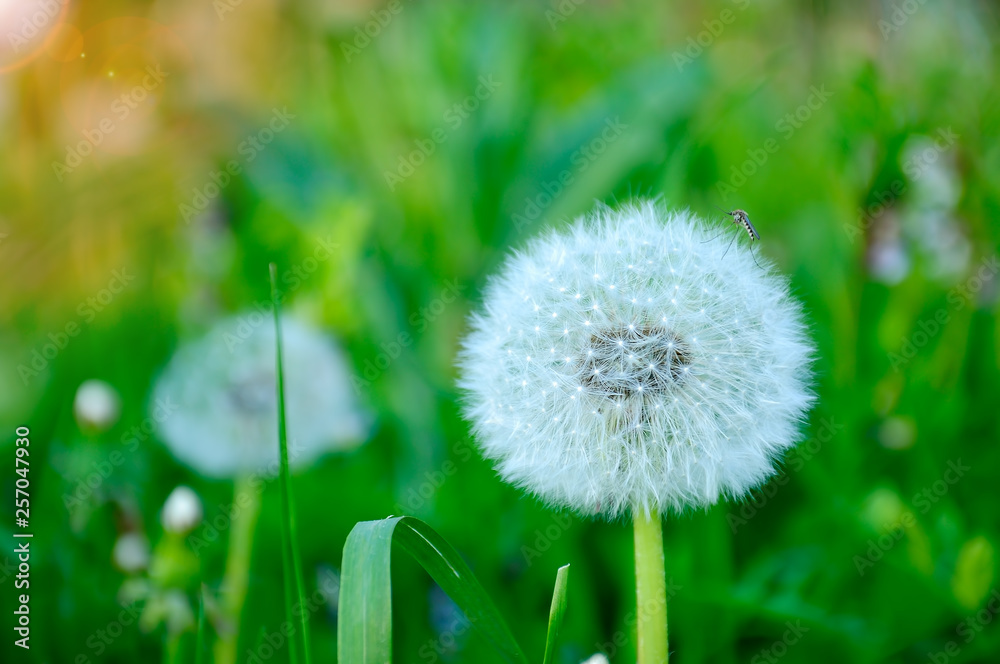 Closeup image of a beautiful magnificent white flower dandelion. Beauty and tenderness of nature concept. Mosquito sitting on a dandelion Closeup image of a beautiful magnificent white flower dandelion. Beauty and tenderness of nature concept. Mosquito sitting on a dandelion