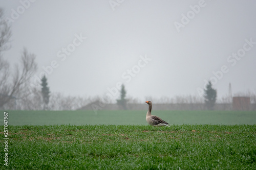 Grey geese resting on a green field photo