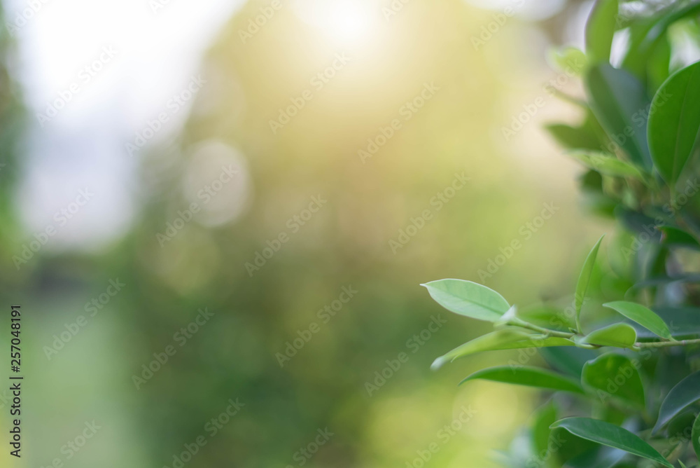 The green leaves with the most beautiful of the blurred background are presented in the morning. It very comfortable and peace when we see. In addition, the green leaves help us to relax and fresh. The green leaves with the most beautiful of the blurred background are presented in the morning. It very comfortable and peace when we see. In addition, the green leaves help us to relax and fresh.