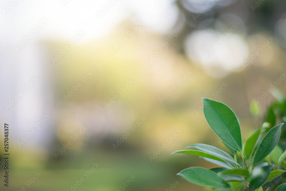 The green leaves with the most beautiful of the blurred background are presented in the morning. It very comfortable and peace when we see. In addition, the green leaves help us to relax and fresh. The green leaves with the most beautiful of the blurred background are presented in the morning. It very comfortable and peace when we see. In addition, the green leaves help us to relax and fresh.