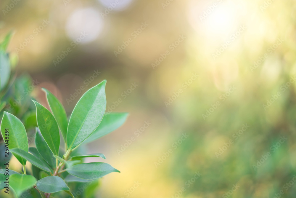 The green leaves with the most beautiful of the blurred background are presented in the morning. It very comfortable and peace when we see. In addition, the green leaves help us to relax and fresh. The green leaves with the most beautiful of the blurred background are presented in the morning. It very comfortable and peace when we see. In addition, the green leaves help us to relax and fresh.