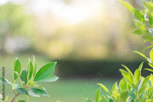 The green leaves with the most beautiful of the blurred background are presented in the morning. It very comfortable and peace when we see.  In addition  the green leaves help us to relax and fresh.