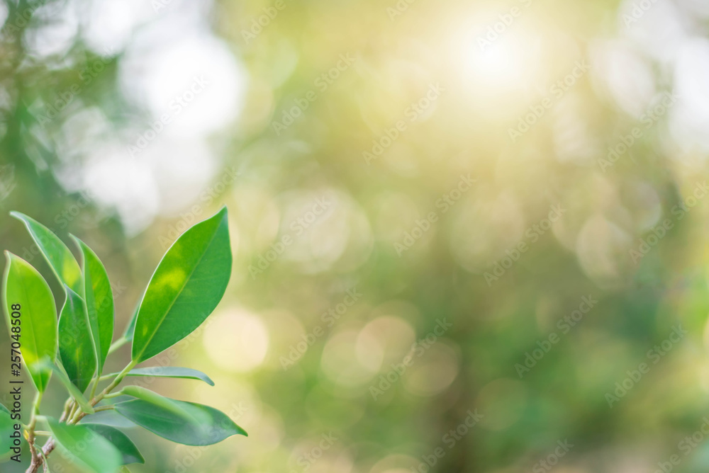 The green leaves with the most beautiful of the blurred background are presented in the morning. It very comfortable and peace when we see. In addition, the green leaves help us to relax and fresh. The green leaves with the most beautiful of the blurred background are presented in the morning. It very comfortable and peace when we see. In addition, the green leaves help us to relax and fresh.