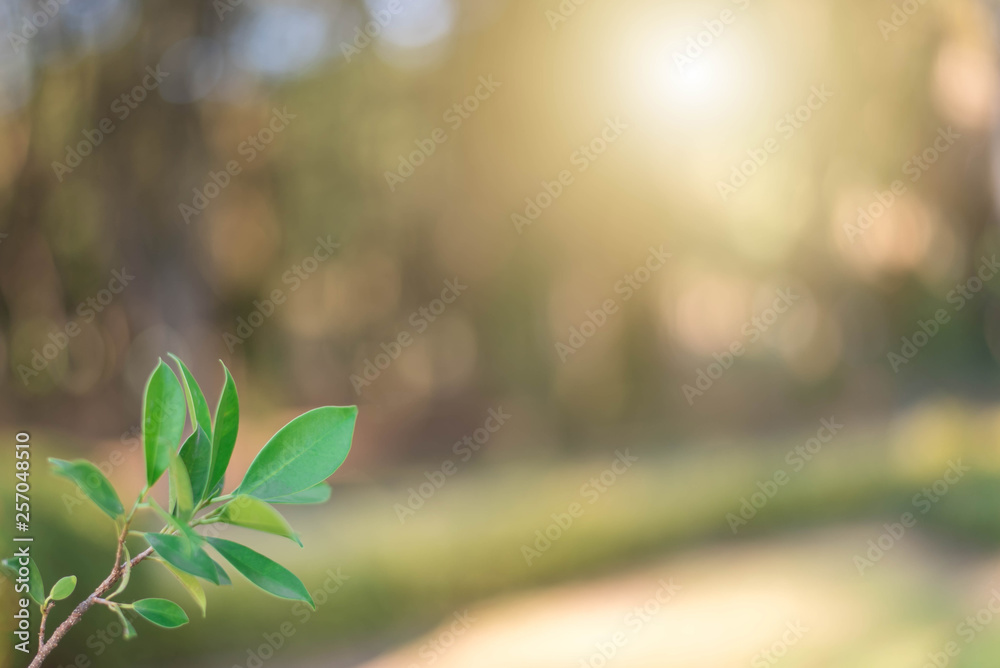 The green leaves with the most beautiful of the blurred background are presented in the morning. It very comfortable and peace when we see. In addition, the green leaves help us to relax and fresh. The green leaves with the most beautiful of the blurred background are presented in the morning. It very comfortable and peace when we see. In addition, the green leaves help us to relax and fresh.