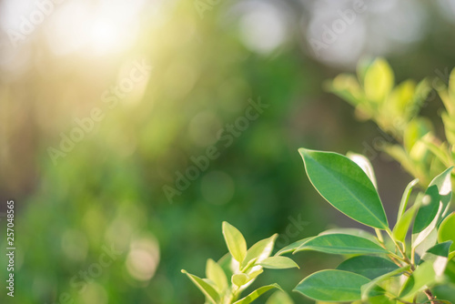 The green leaves with the most beautiful of the blurred background are presented in the morning. It very comfortable and peace when we see. In addition, the green leaves help us to relax and fresh.