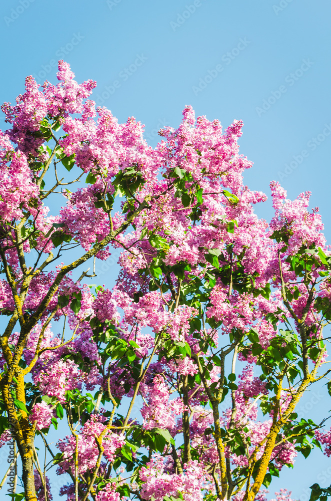 Lilac flowers in spring garden in the sunlight