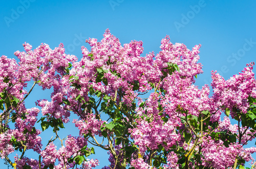Lilac flowers in spring garden in the sunlight