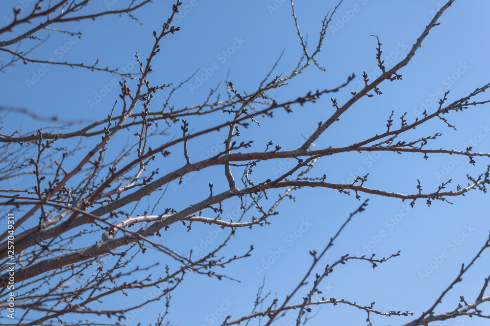 Plum branches with buds against a blue clear sky. Spring has come. The sun's rays warm the trees Plum branches with buds against a blue clear sky. Spring has come. The sun's rays warm the trees