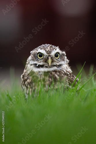Little Owl (Athene noctua) in completely natural habitat