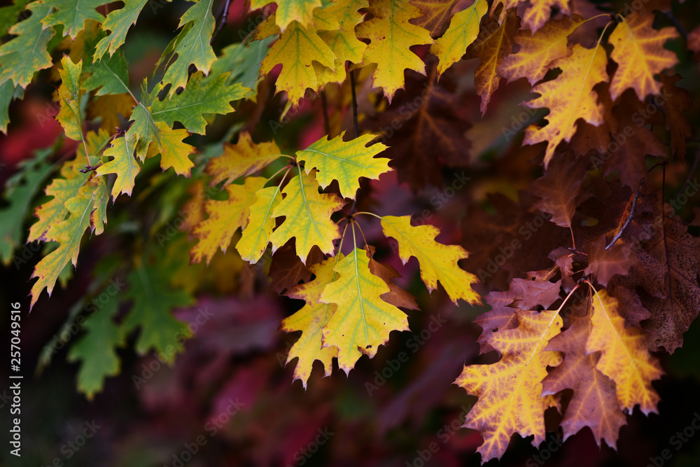 yellow green browm oak leaves