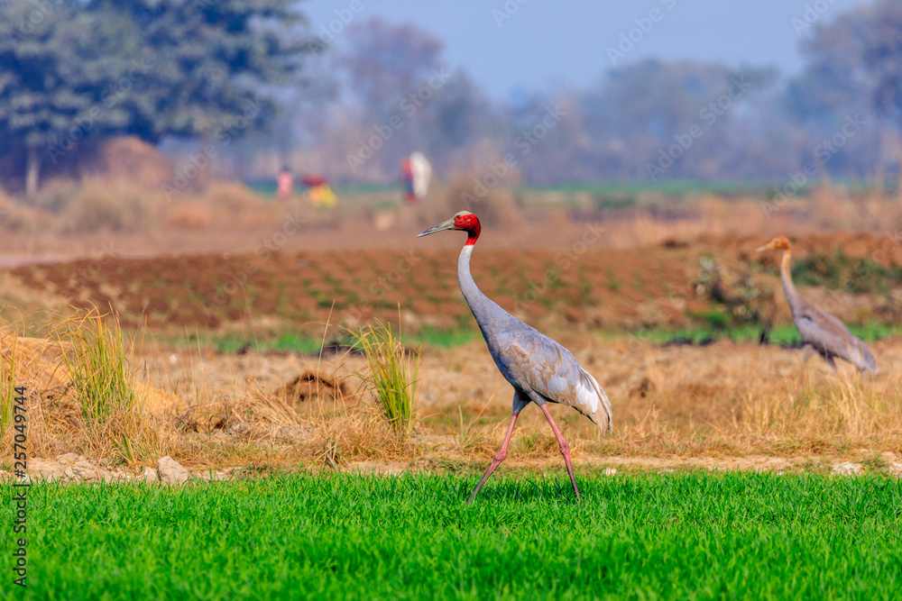 Fototapeta premium Sarus Crane walking in farm feild