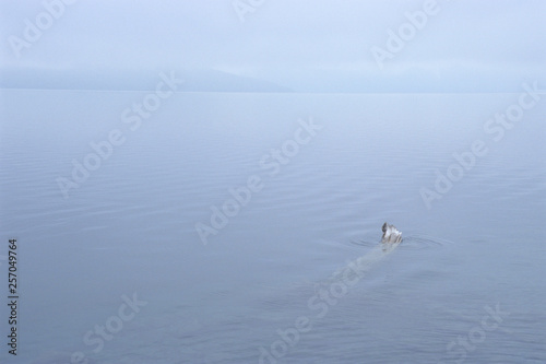 The stillness of Lake Shikotsu -                   