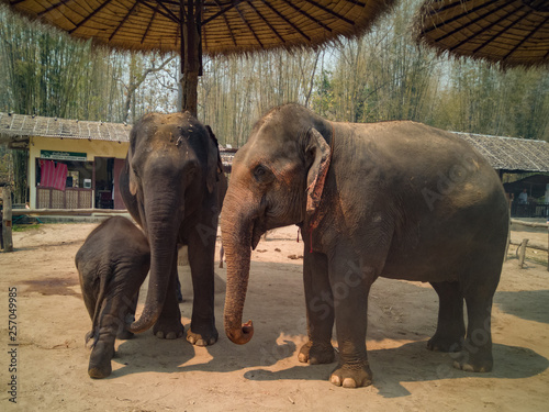 The cute baby elephant is with the family in bamboo corral located in the area that used to take care of their home