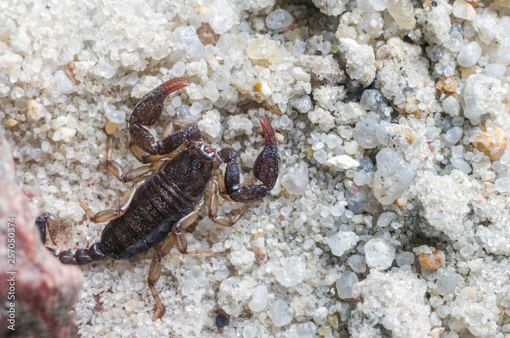 Scorpion creeps on the sand close up Scorpion creeps on the sand close up