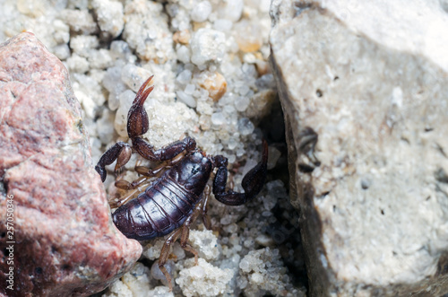 Scorpion creeps on the sand close up © andrei310